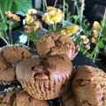 Chocolate Chip Muffins