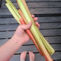 Små rabarber- och apelsinpajer