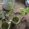 Dags att plantera physalissticklingarna