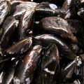 Moules