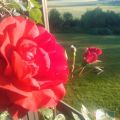 Midsommar!