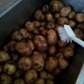 Skrubba färskpotatis? Nej tack!
