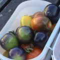 Gröna tomater till chutney (och marmelad)