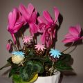 Flowery Cake Pops