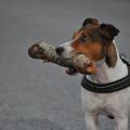 Bullarna