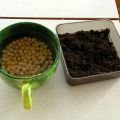 5 bästa tips för vintergrönt