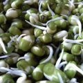 Var dags gröna mat - Snabb groddsallad!