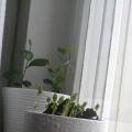 Bland blommor och rutor