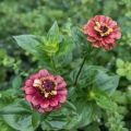 Zinnia - jag älskar den blomman!