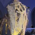 Naturhistoriska muséet