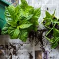 Omplantera chili, omplantering 1