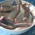 Surströmming - älskad och hatad!