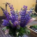 Första delen av min sommar, en liten[...]