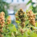 Vi odlar quinoa
