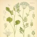 Pimpinella anisum - Anis