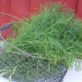 Dill