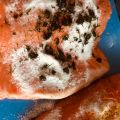 Gravad lax och körsbärskompott