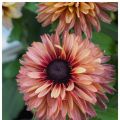 Sommarrudbeckia