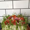 Färgsprakande smörgåstårta