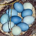 Färga äggen blått med naturliga färger