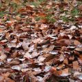 Naturen
