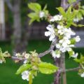 .Sommar =blommor!