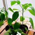 Chiliplantor