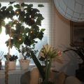 En alldeles perfekt julafton!