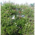 Rost och harmoni bland blommande Duchesse de[...]