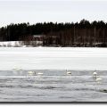 Nyanlända