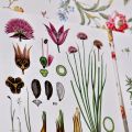 Botanisk inspiration!