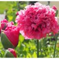 Dubbel vallmo Poppy Love