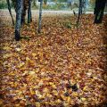 .Naturens alla färger