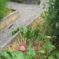Harvest Monday - Rostade polkabetor och mathavre