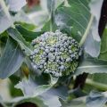 Skörda broccoli