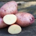 Leverans från Klostra Handelsträdgård