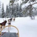 Vildmarkstur med hundspann