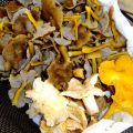 Trattkantareller med squash