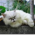 Lussekatt