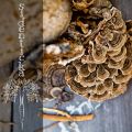 Superfoods: Sidenticka (Turkey Tail)
