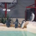 penguin island