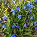 Scilla