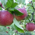 Äpplets dag 25 september