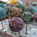 Cake pops