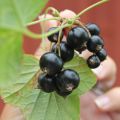 Antioxidanter i trädgården