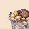 Lucka 21 - potatis