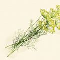 Lucka 14 - Dill