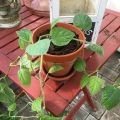 Physalis