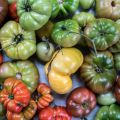 Tomaterna 2017 vilka var bäst och till vad?