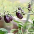 Tomatodling!